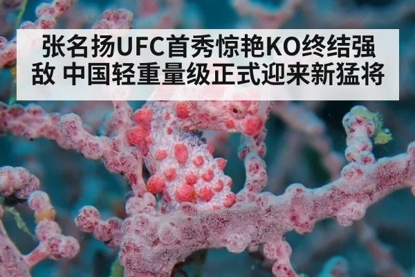 张名扬UFC首秀惊艳KO终结强敌 中国轻重量级正式迎来新猛将